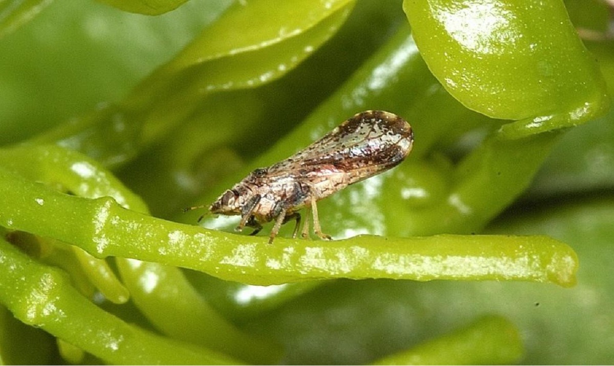 Diaphorina citri  hlb citricos